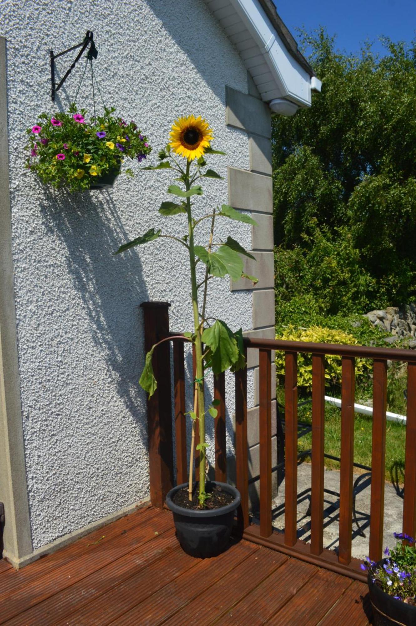 Carrick Cove Self Contained Accomodation With Private Decking Annalong Екстериор снимка